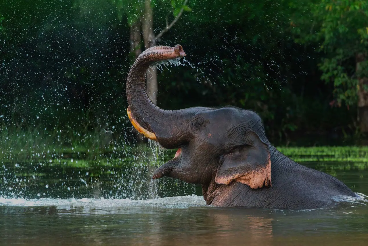 Elefant i vannet